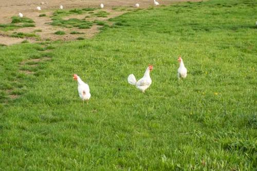 Hühner am Pilgramhof, Foto Anita Haas