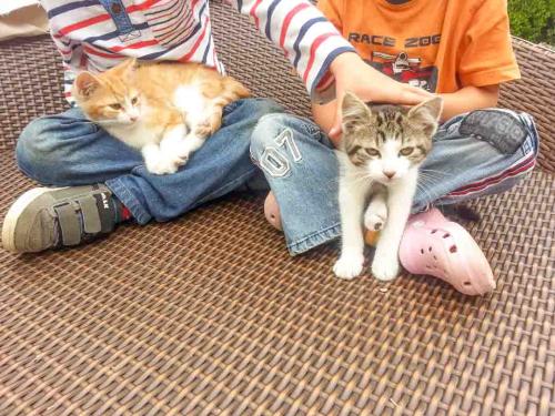 Katzen mit Kinder, Foto Anita Haas