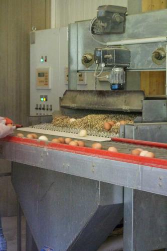 Eierproduktion am Pilgramhof, Foto Anita Haas